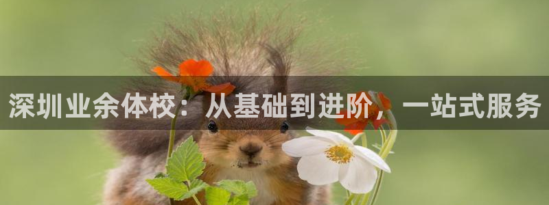 球速体育输钱